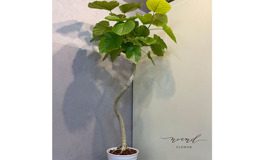 観葉植物 フィカス ウンベラータ曲がり8号鉢 白色陶器入り | noend flower