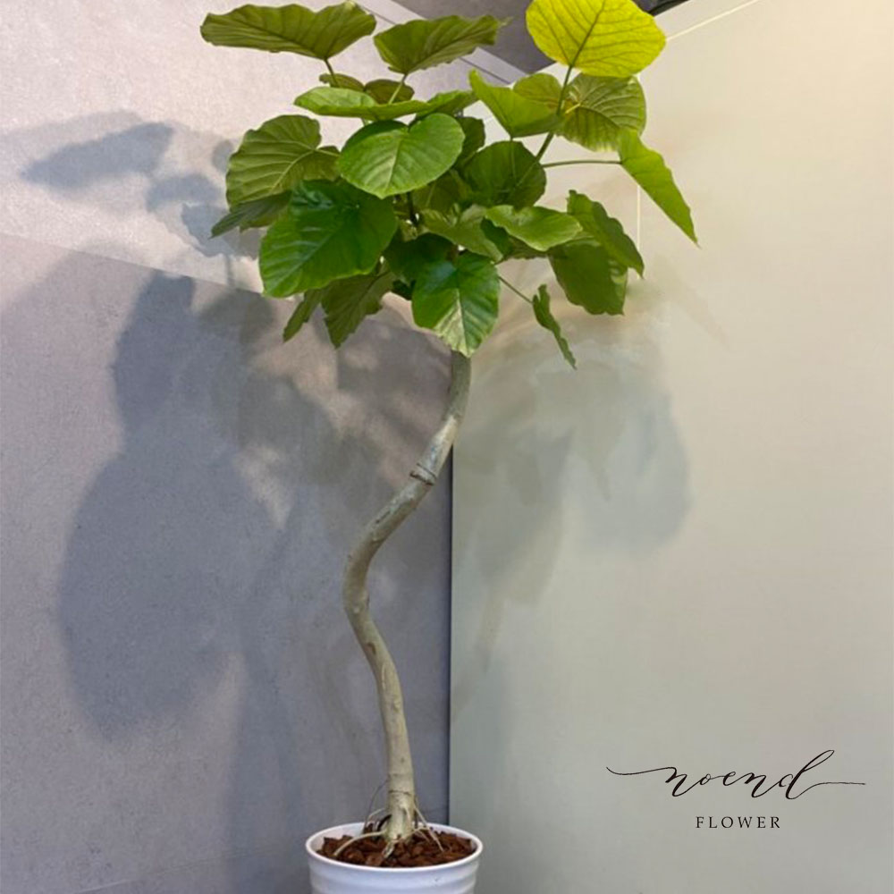 観葉植物 フィカス ウンベラータ曲がり8号鉢 白色陶器入り | noend flower