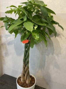 観葉植物　パキラ　ねじり　陶器鉢入り