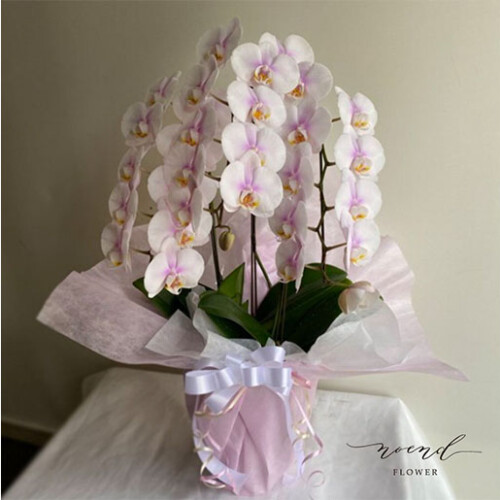 noendflower-ph011