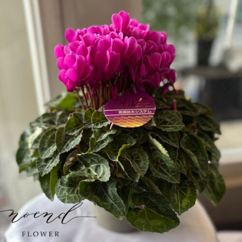 尼崎花屋　シクラメン　鉢花　お歳暮　冬ギフト　お誕生日　シクラメンギフト用　武庫之荘花屋　伊丹花屋　配達